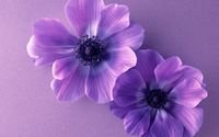 pic for Violet Flowers 